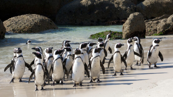 A group of penguins on Boulders Beach in Cape Town.