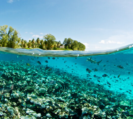 Life beneath the waves of the Indian Ocean