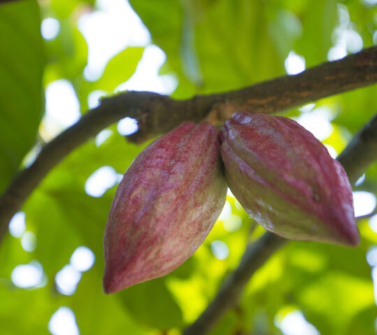 Visit a cacao farm