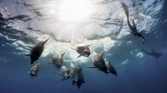 bottlenose-dolphins-mozambique