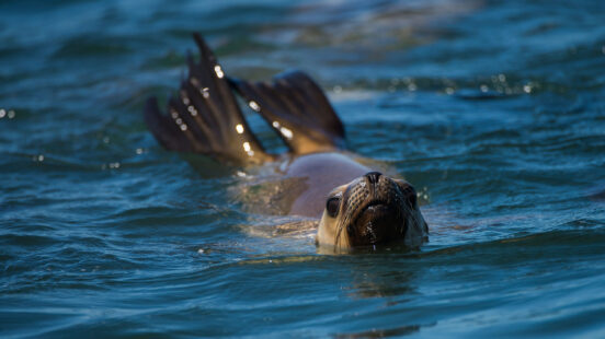 A sea lion swims in blue water with its head and rear flippers emerging above the surface.