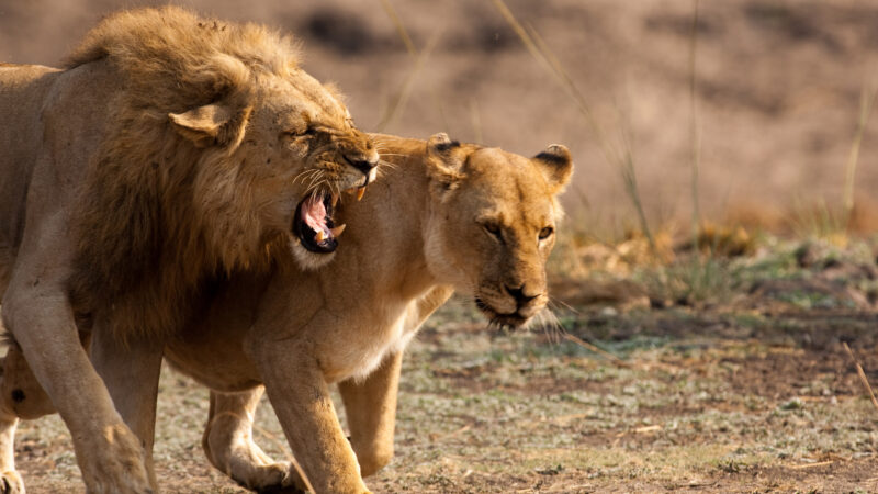 Two lions in Katavi National Park Tanzania