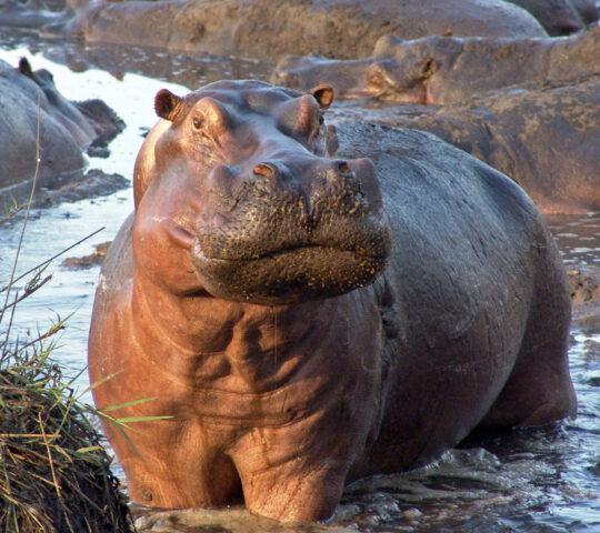 Explore Katavi National park