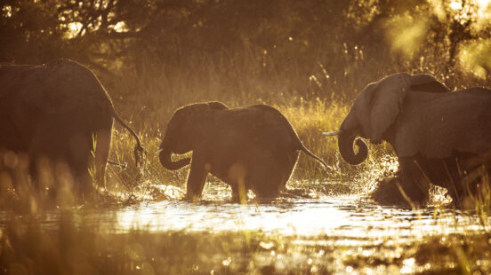 elephants-crossing-river-sunset