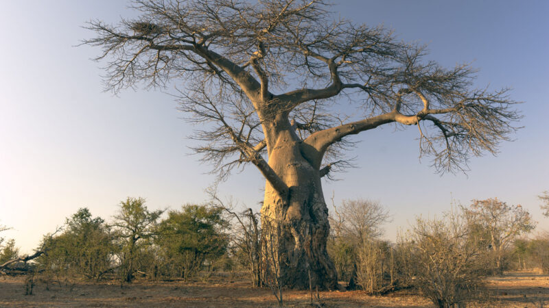 Lower Zambezi National Park , Zimbabwe