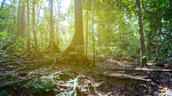 tropical-rainforest-sabah-borneo