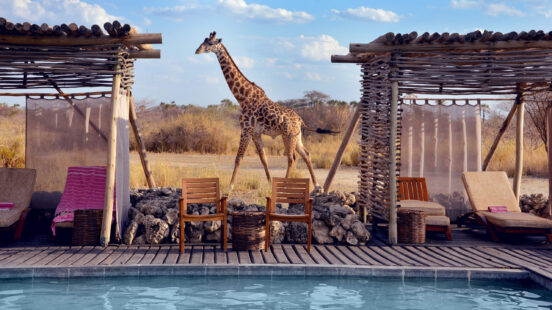 Giraffe walking behind the swimming pool of Chem Chem Lodge, Lake Manyara Tanzania