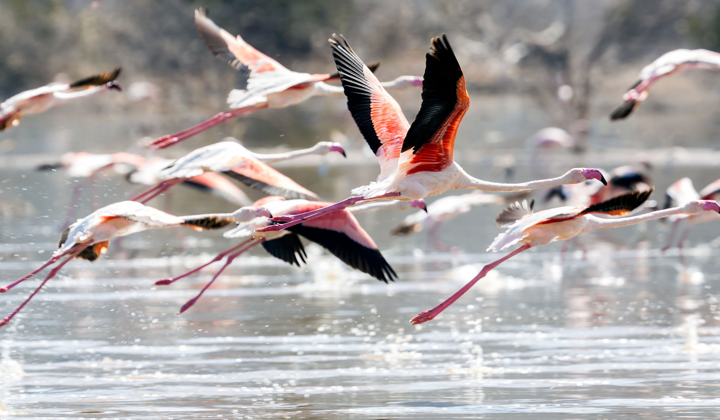 Flamingos in flight at Lake Manyara, Tanzania