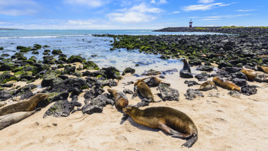 fur-seals-punta-carola-beach-galapagos-islands