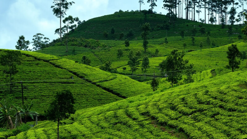 View on green tea plantation in Haputale. Way to Lipton seat. Main agricultural industry in Sri Lanka