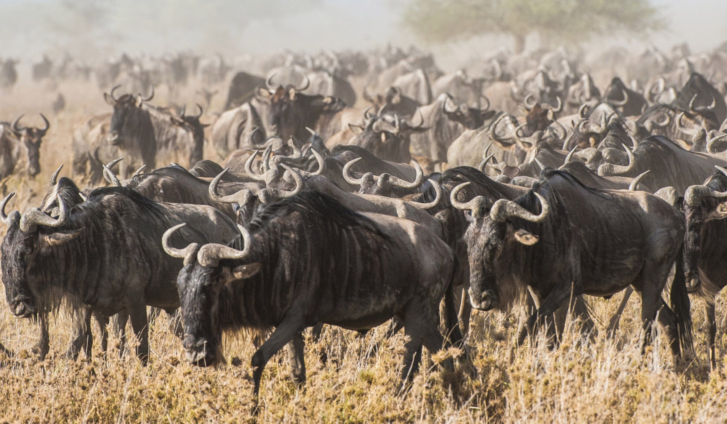 A massive herd of wildebeest moving across dry grass during luxury Serengeti National Park trips.