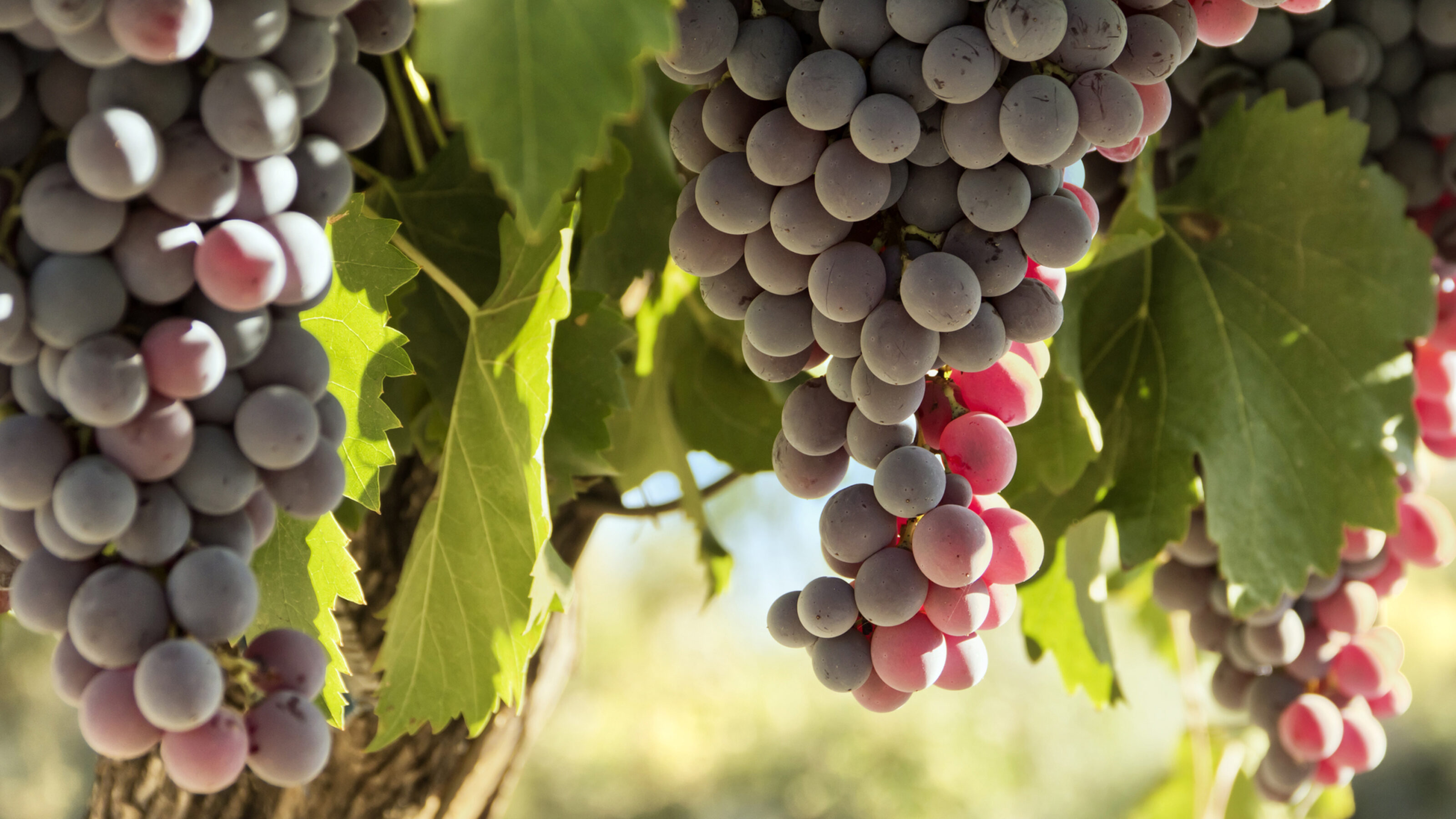 red-grapes-mendoza
