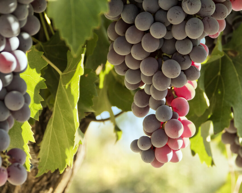 A day in the vineyards