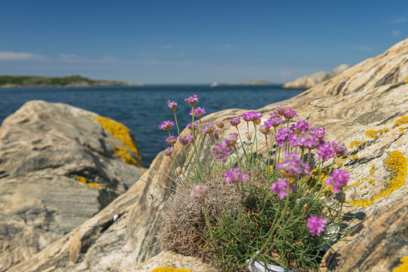Sea Thrift flowers with the sea in the background.