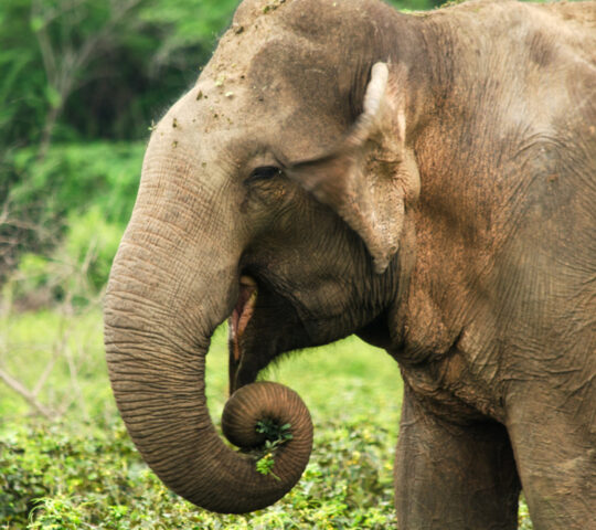 Learn about Asian elephants