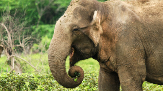 A close-up of an Asian elephant in the wild.