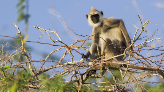 tufted-gray-langur-sri-lanka
