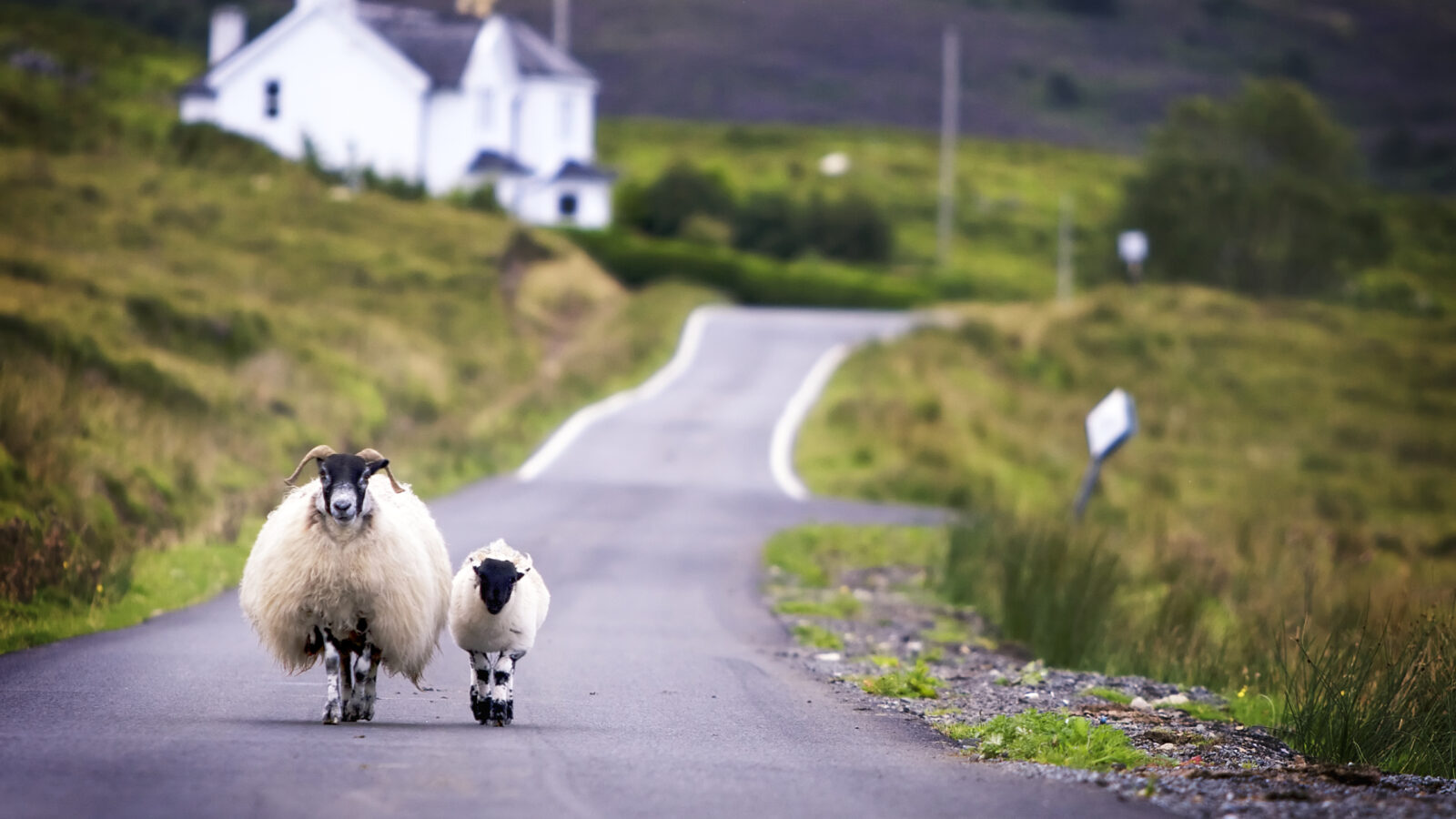 sheep-walking-scotland