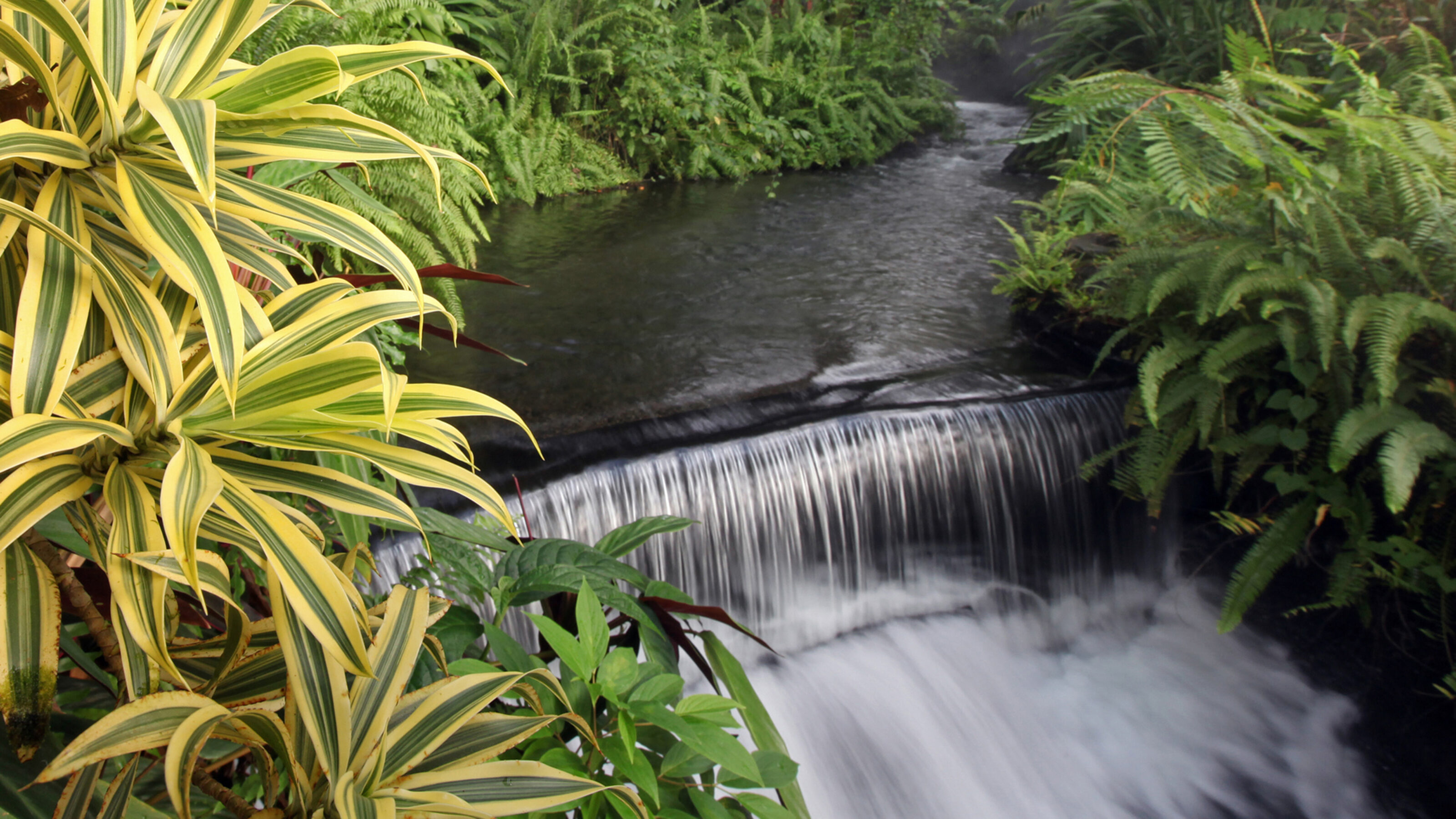Costa Rica's tropical rainforest