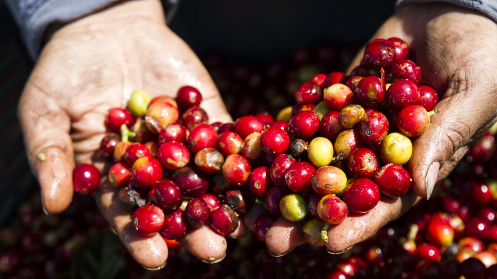 Coffee beans in Costa Rica