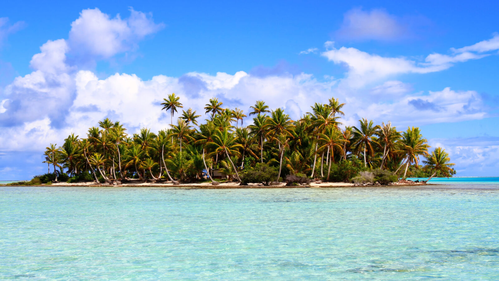 Tropical island with palm trees and white sand under a blue sky, ideal for luxury South Pacific holidays.