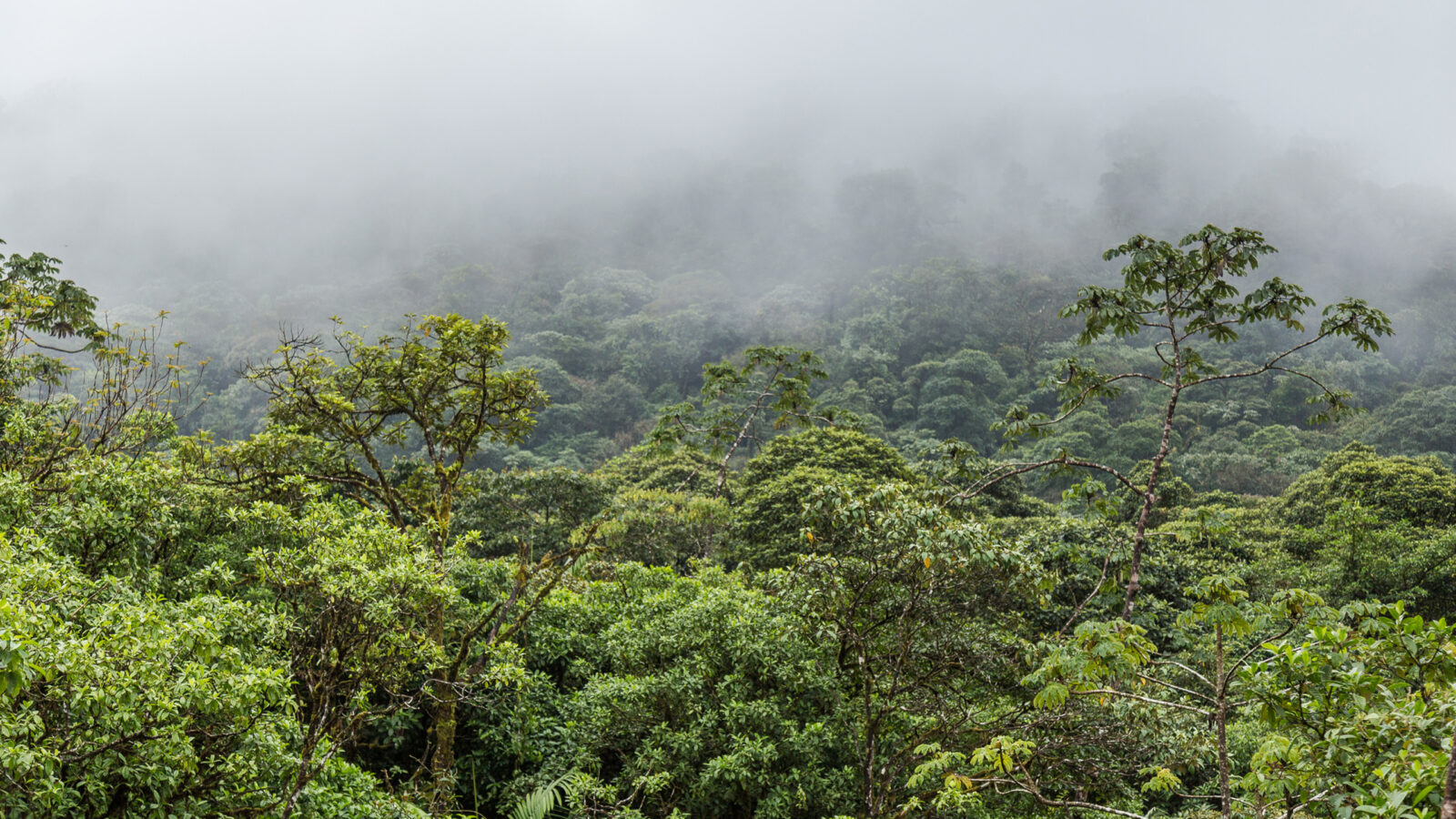 cloud-forest-costa-rica