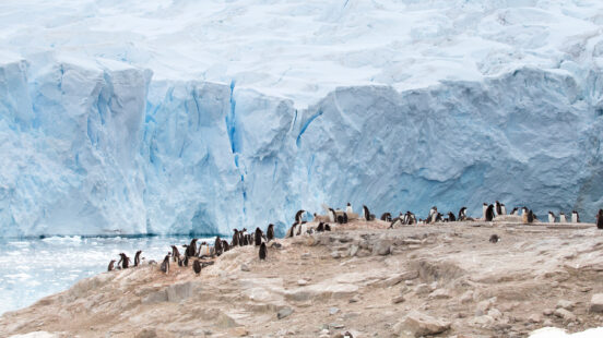 penguin-colony-neko-harbour-antarctica