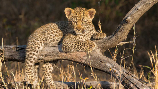 londolozi-leopard-cub