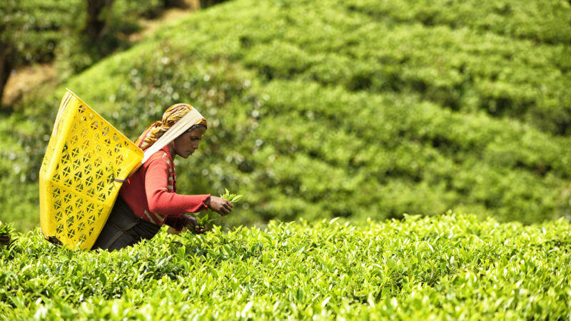 nuwaraya-eliya-sri-lanka