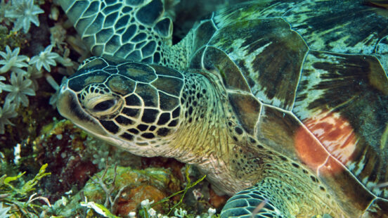 tufi-turtle-papua-new-guinea