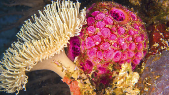 tufi-underwater-coral-papua-new-guinea