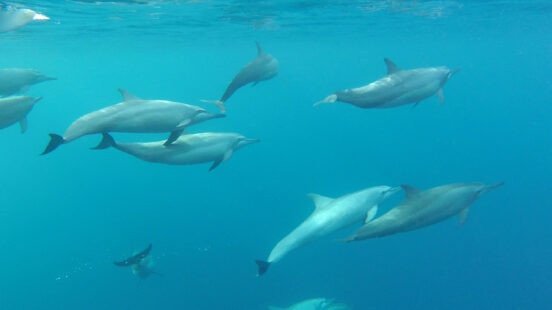 papua-new-guinea-dolphins
