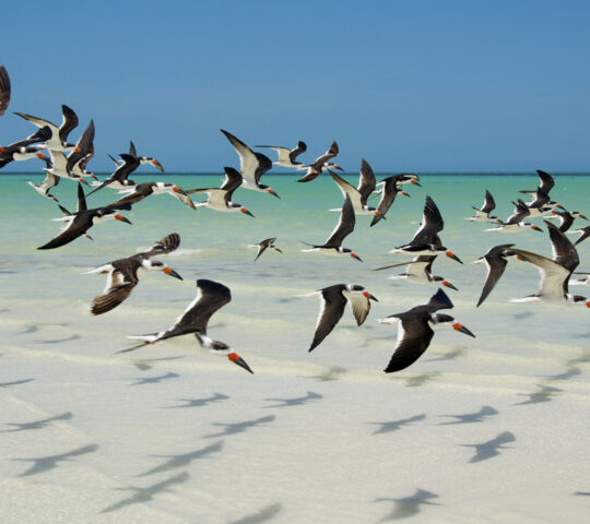 Isla Holbox
