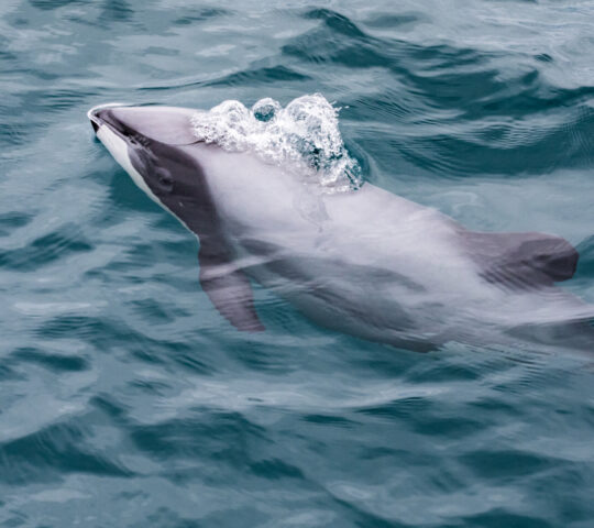 Hector dolphin