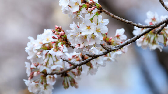 seoul-cherry-blossom-sakura-season