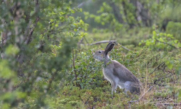 forest-hare-swedish-lapland