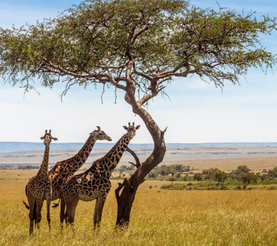 Spotting giraffe in the Masaai Mara