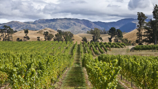 Viticulture in Marlborough, New Zealand, South Island