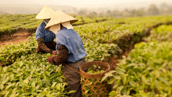 Two workers in conical hats pick tea leaves in a lush green terraced field on a misty day.