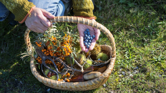 food-forager-denmark