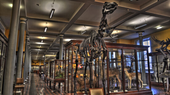 family-trips-to-ireland-and-scotland-ldublin-natural-history-museum