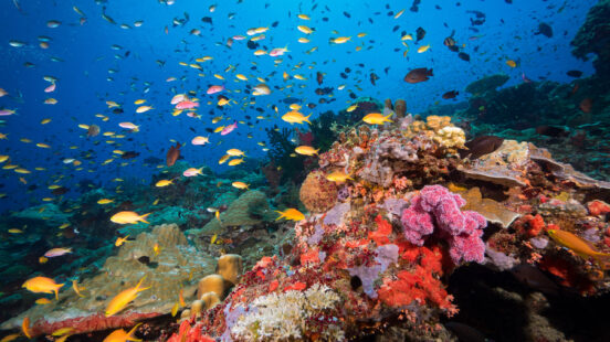 tufi-underwater-diving-papua-new-guinea