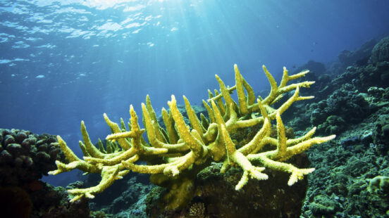 tufi-underwater-coral-reef