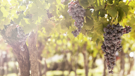 Close-up of several large clusters of ripe, dark red grapes hanging from a vine in a sunny vineyard.