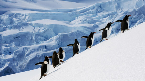 penguins-antarctica