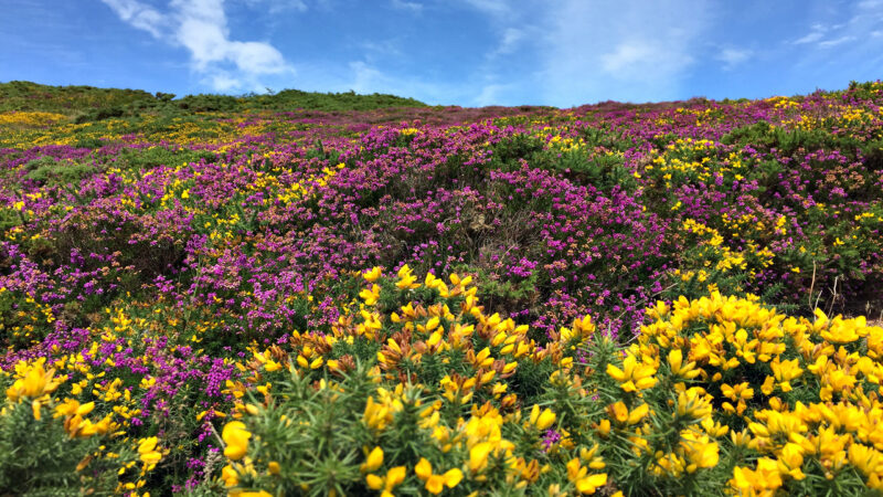 Heather and gorse on Howth Head in Dublin Ireland