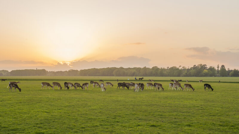 deer-phoenix-park-dublin-ireland