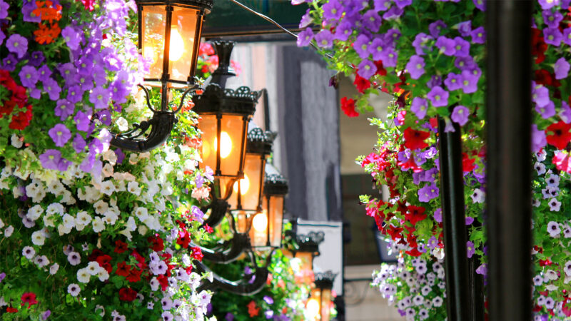Flowers in front of pubs in Dublin