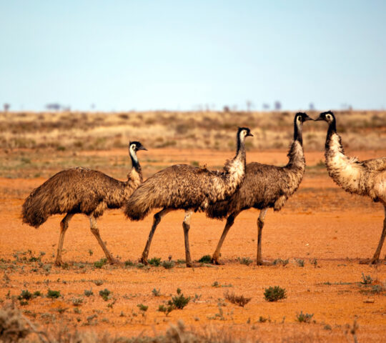 Go walking in the Outback