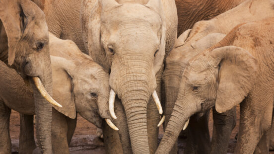 herd-elephants-waterhole-addo-elephant-national-park